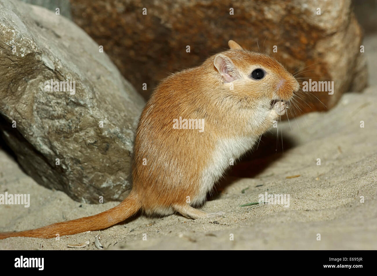 Meriones unguiculatus hi-res stock photography and images - Alamy