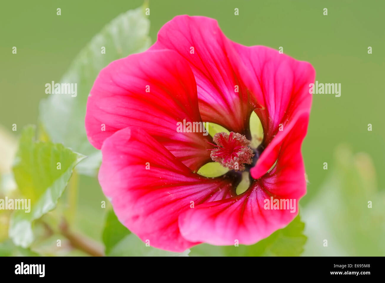 Annual Malope or Purple Spanish Mallow (Malope trifida), flower, Germany Stock Photo