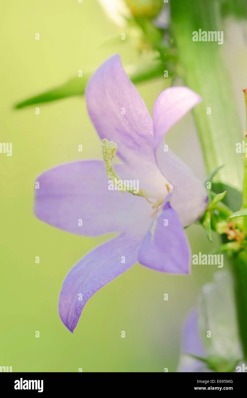 Chimney Bellflower (Campanula pyramidalis) flowering, Germany Stock Photo