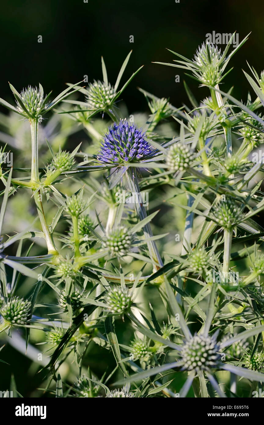 Amethyst Sea Holly (Eryngium amethystinum Stock Photo Alamy