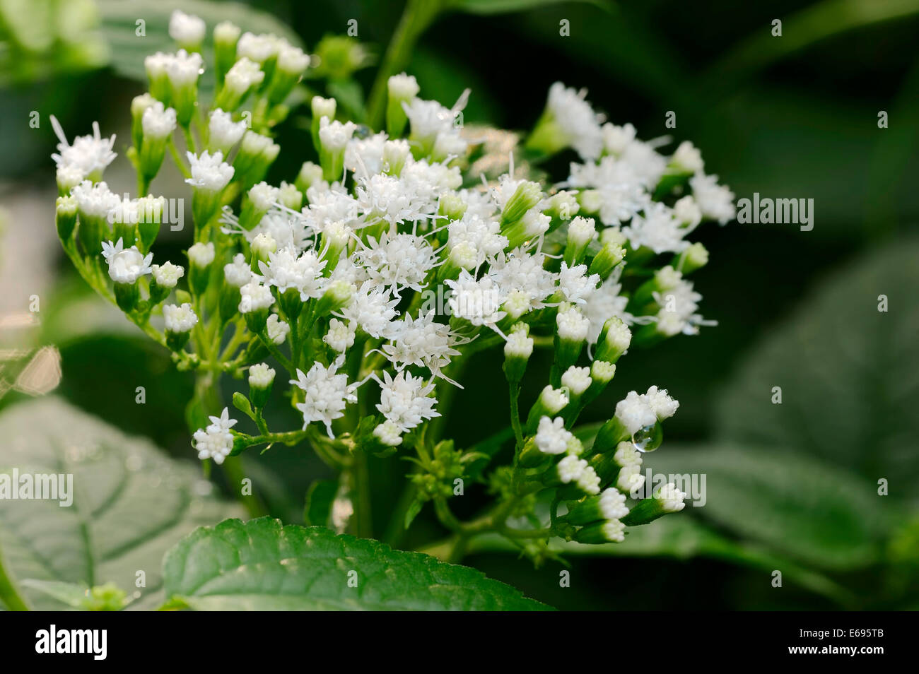 White Snakeroot or Tall Boneset (Ageratina altissima, Eupatorium rugosum), flowering, native to North America Stock Photo