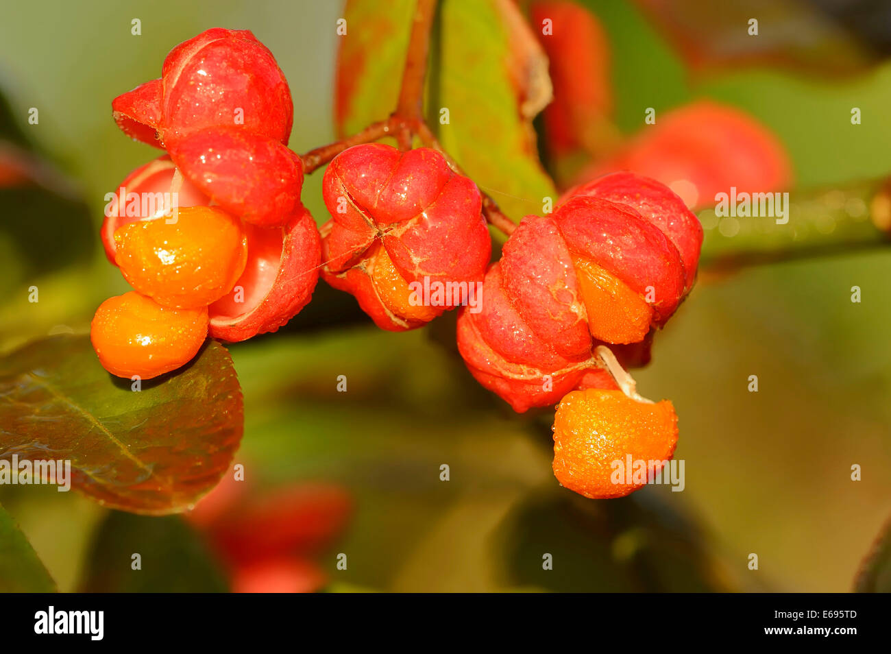 European Spindle or Common Spindle (Euonymus europaeus), fruits, North Rhine-Westphalia, Germany Stock Photo