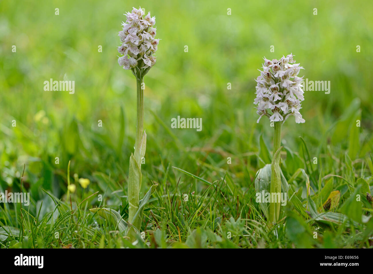 Milky Orchid (Orchis lactea), Messina district, Sicily, Italy Stock Photo