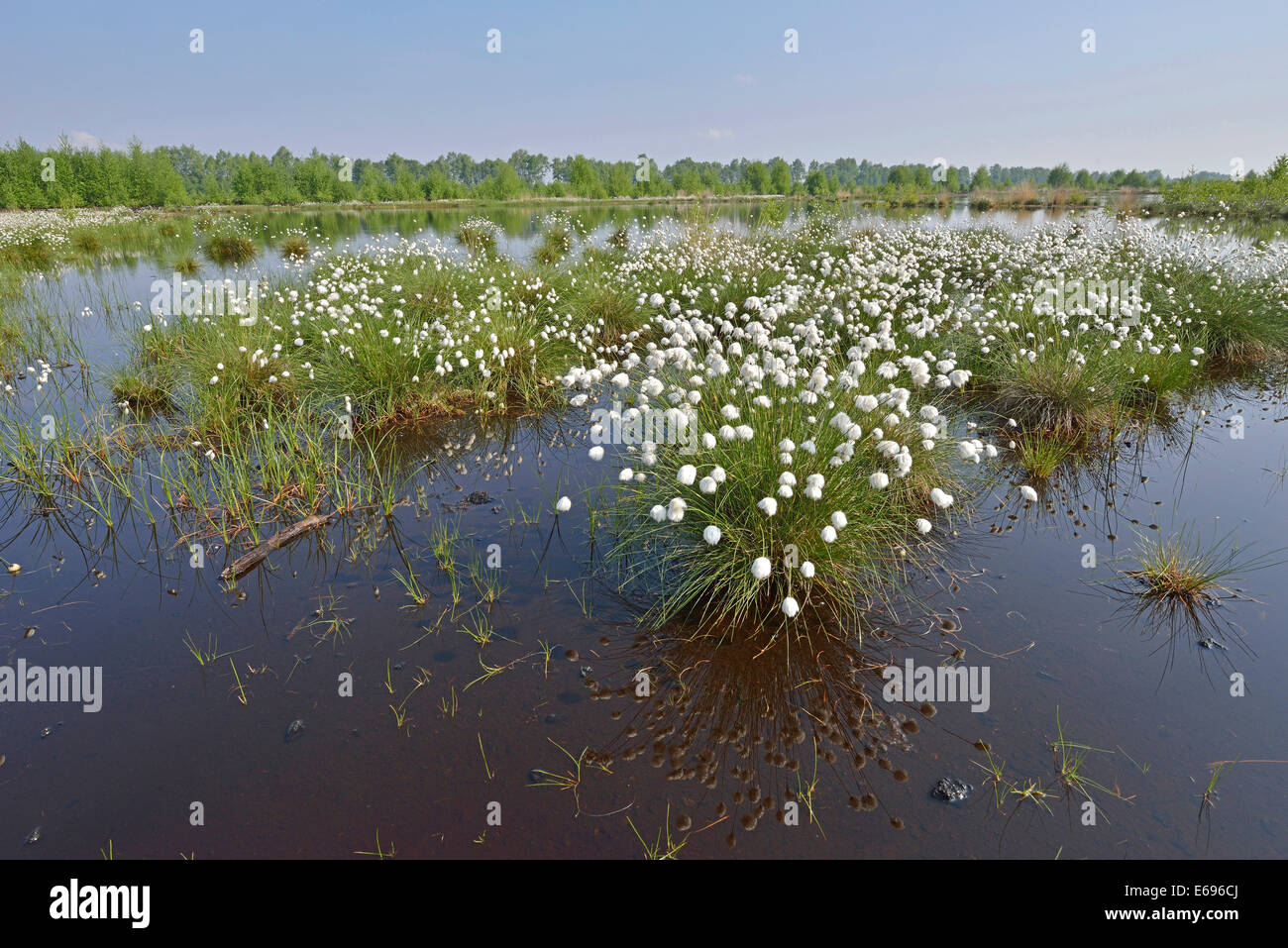 Tussock Cottongrass (Eriophorum vaginatum), Emsland, Lower Saxony, Germany Stock Photo