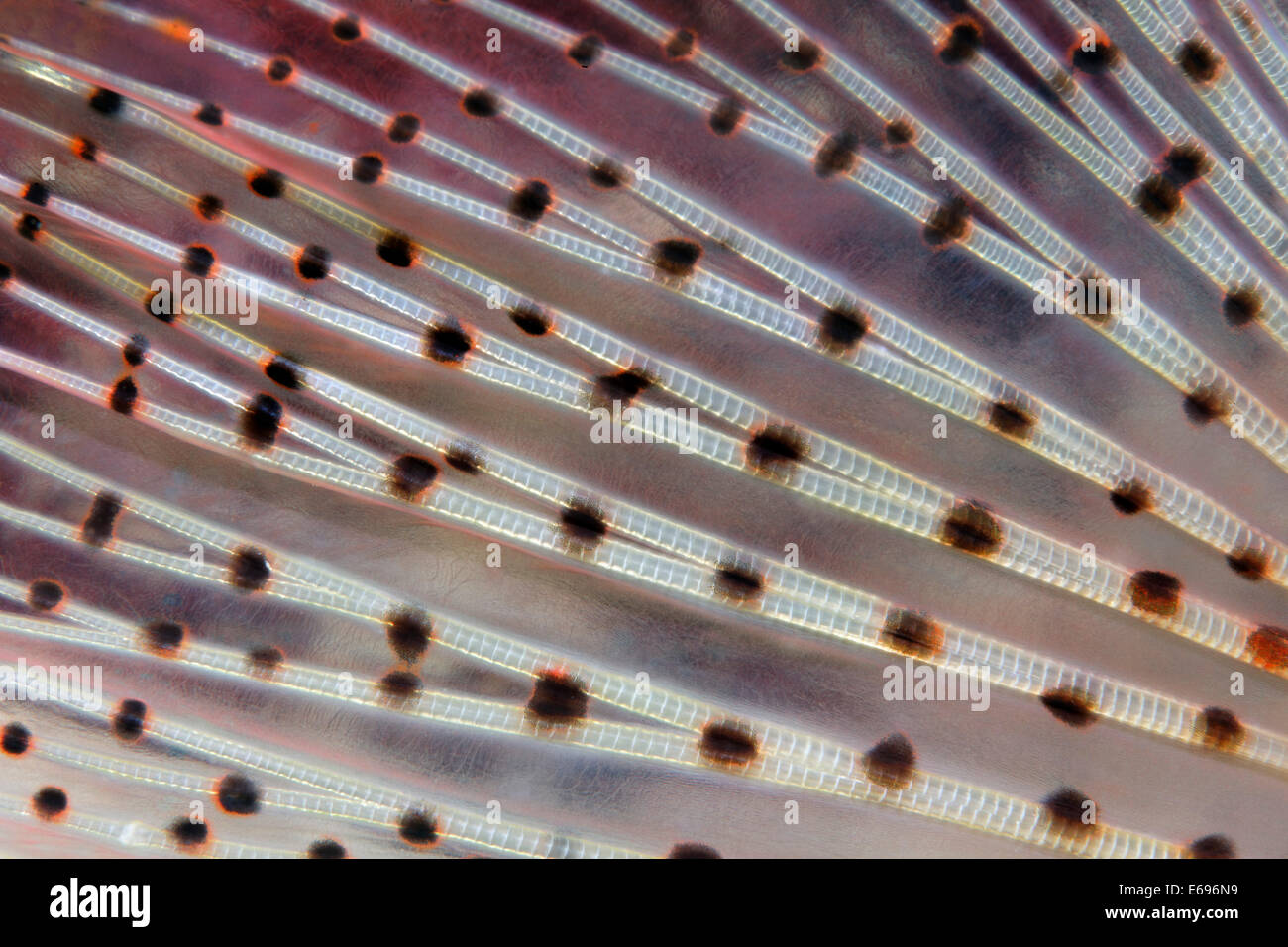 Caudal fin, Red lionfish (Pterois volitans), Makadi Bay, Red Sea, Hurghada, Egypt Stock Photo