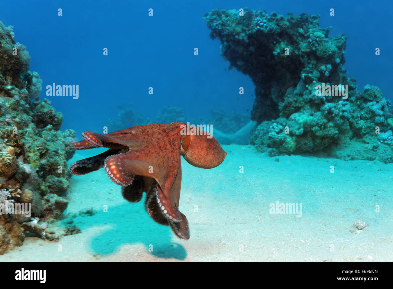 Big Blue Octopus (Octopus cyanea), Makadi Baya, Red Sea, Hurghada