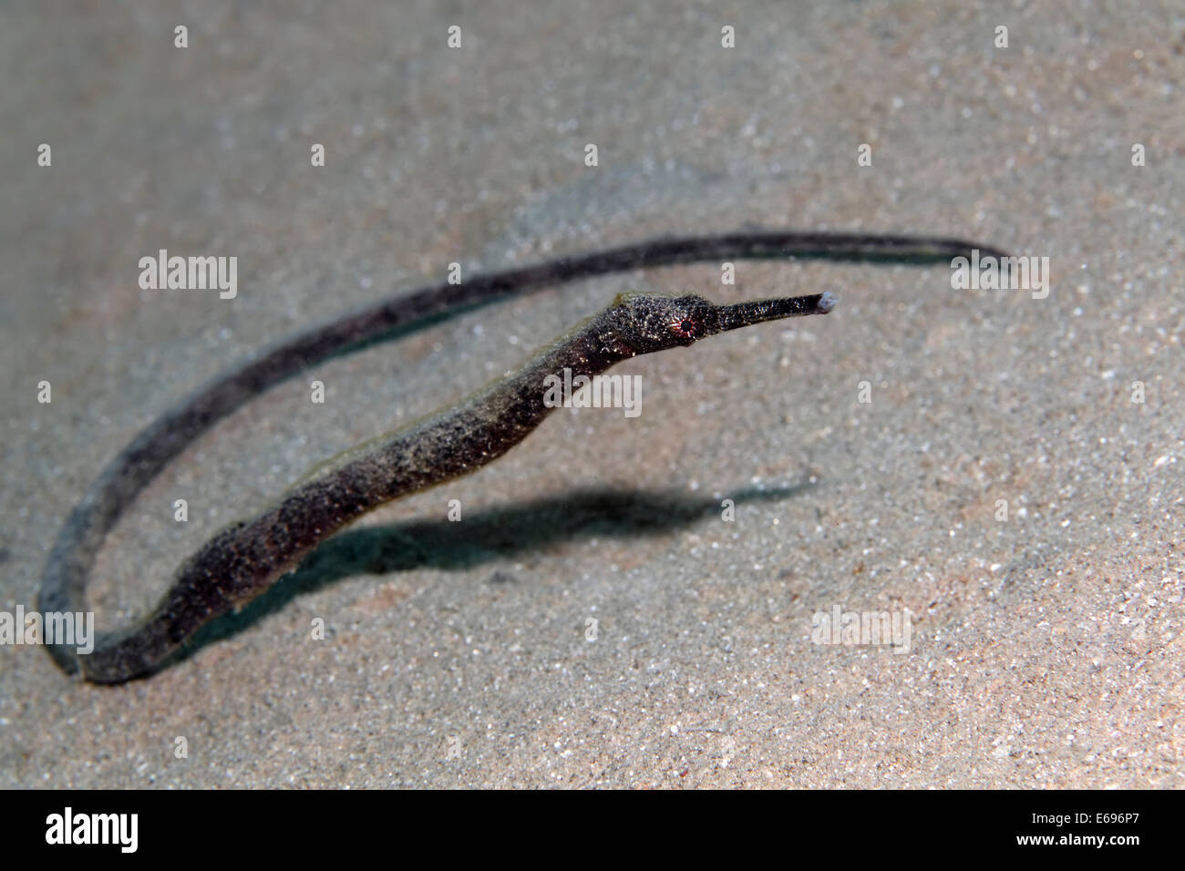 Double-ended pipefish (Trachyrhamphus bicoarctatus), sandy ground, Red Sea, Makadi Bay, Hurghada, Egypt Stock Photo