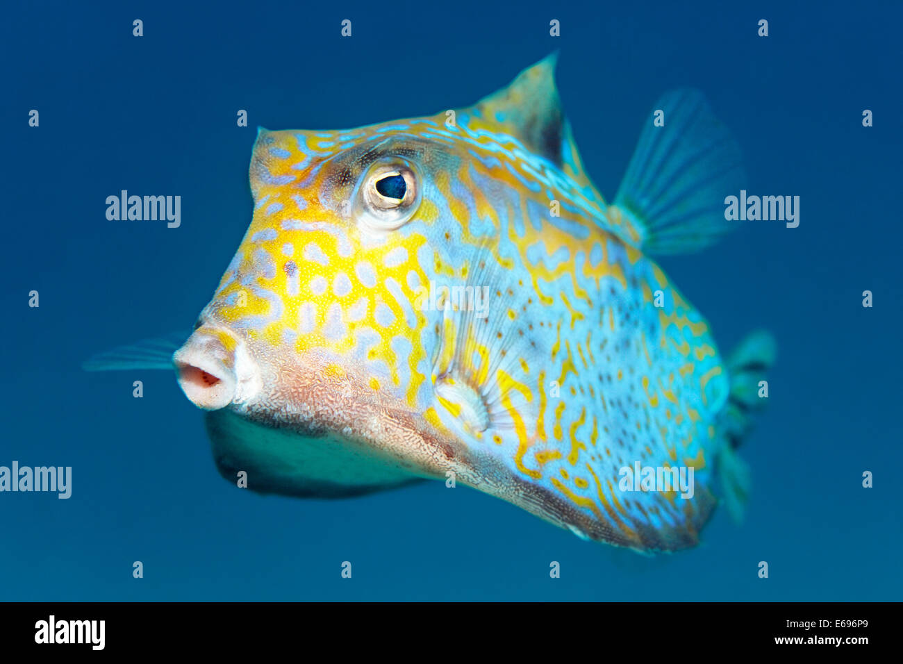 Humpback turretfish (Tetrosomus gibbosus), Red Sea, Makadi Bay, Hurghada, Egypt Stock Photo