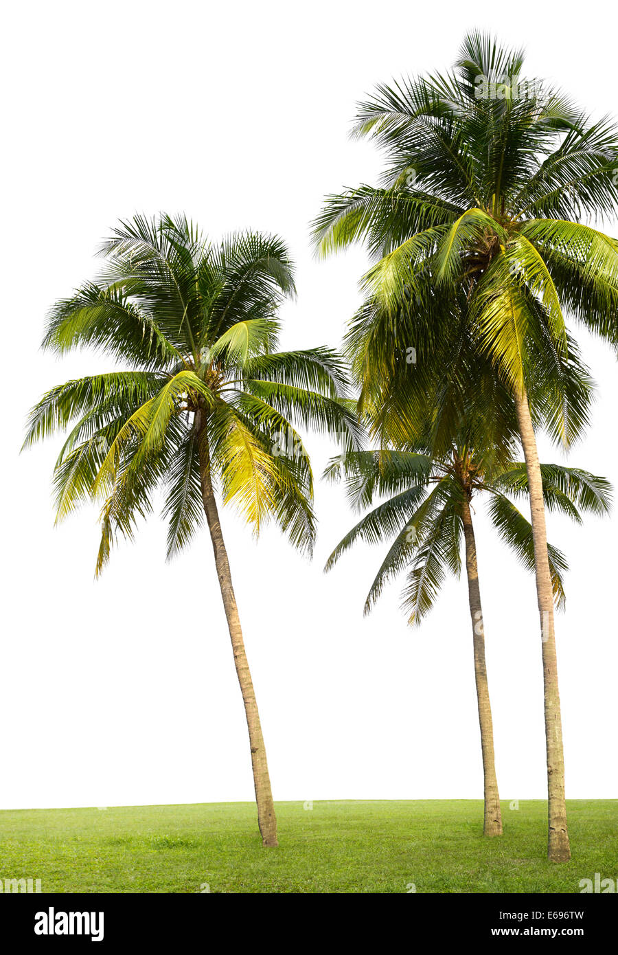 coconut trees on green grass ground isolated on white Stock Photo Alamy