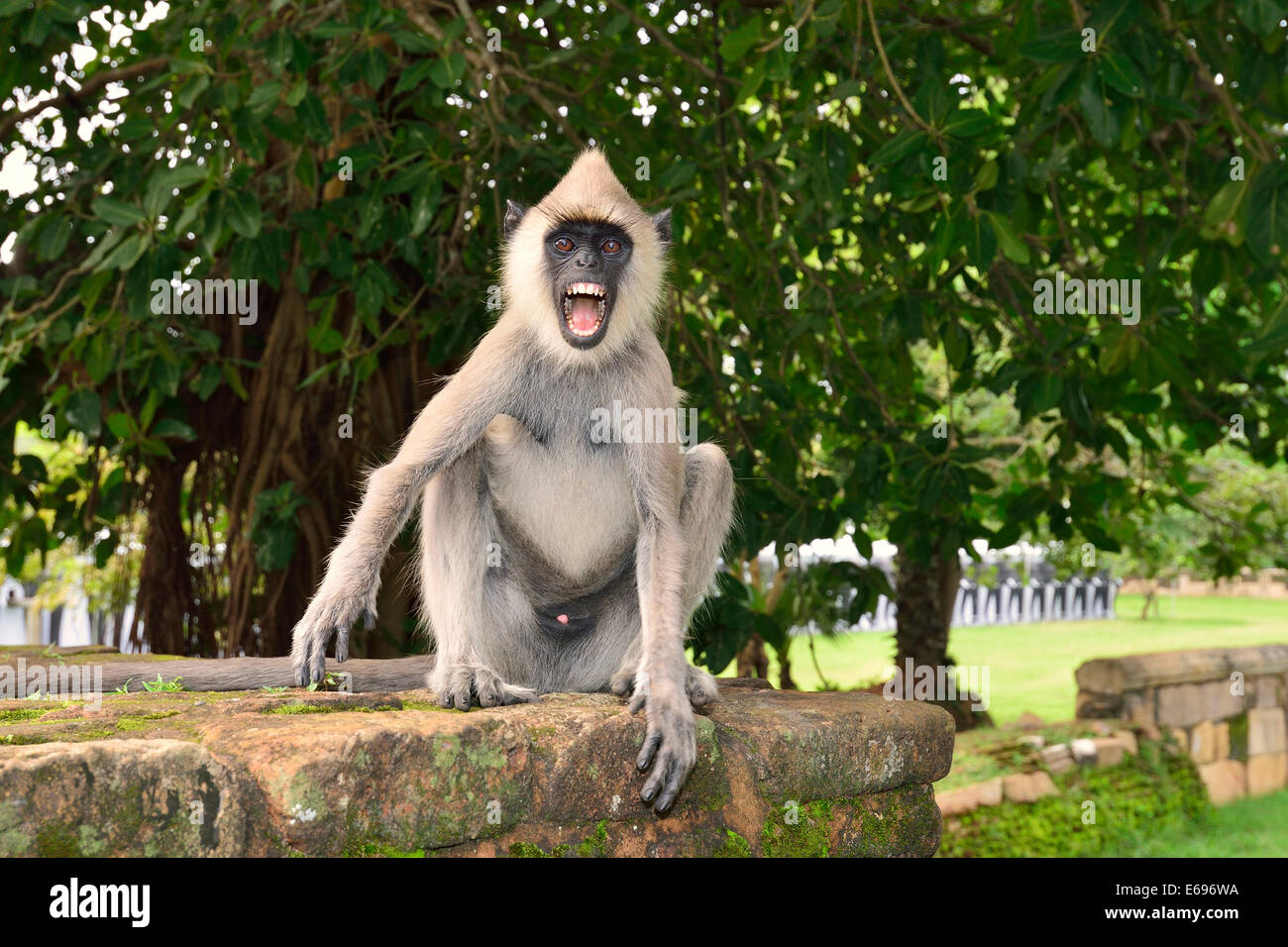 Gray Langur or Hanuman Langur (Semnopithecus sp.), male, Anuradhapura, North Central Province, Sri Lanka Stock Photo