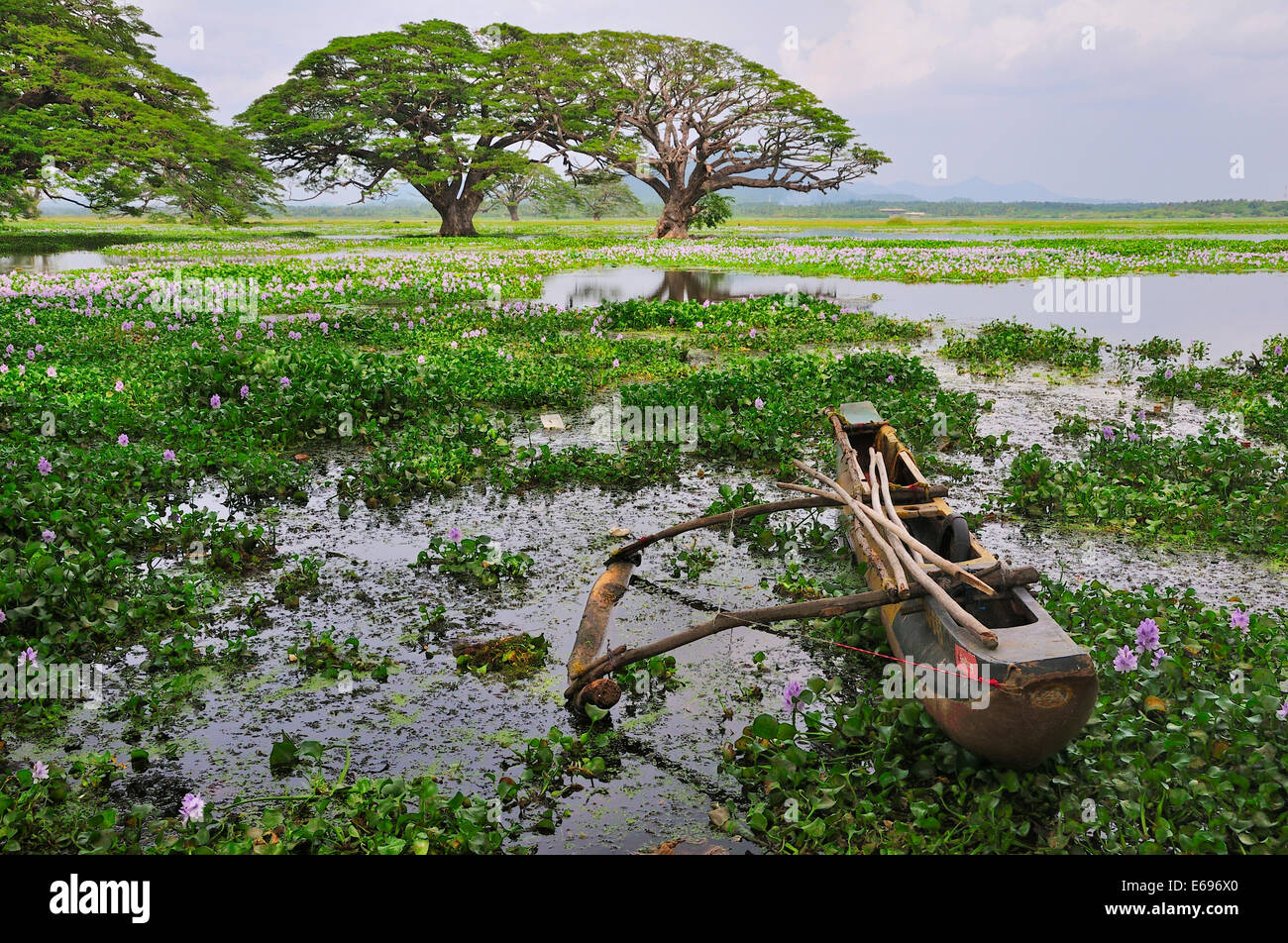 Outrigger canoe on the banks of the artificial lake Tissa Wewa