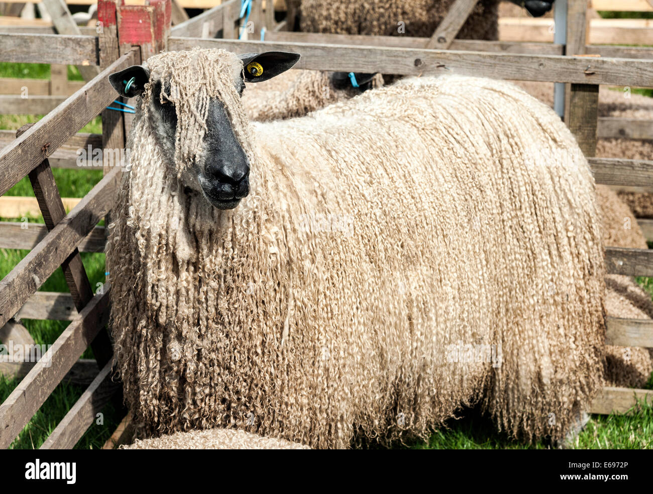 Teeswater sheep hi-res stock photography and images - Alamy