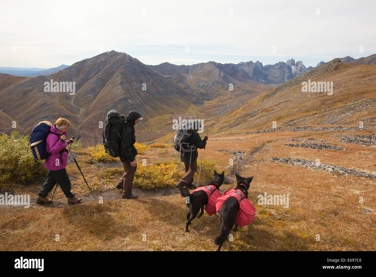 People and dogs with backpacks hiking in arctic or subalpine tundra, Indian summer, Tombstone Mountains Territorial Park Stock Photo