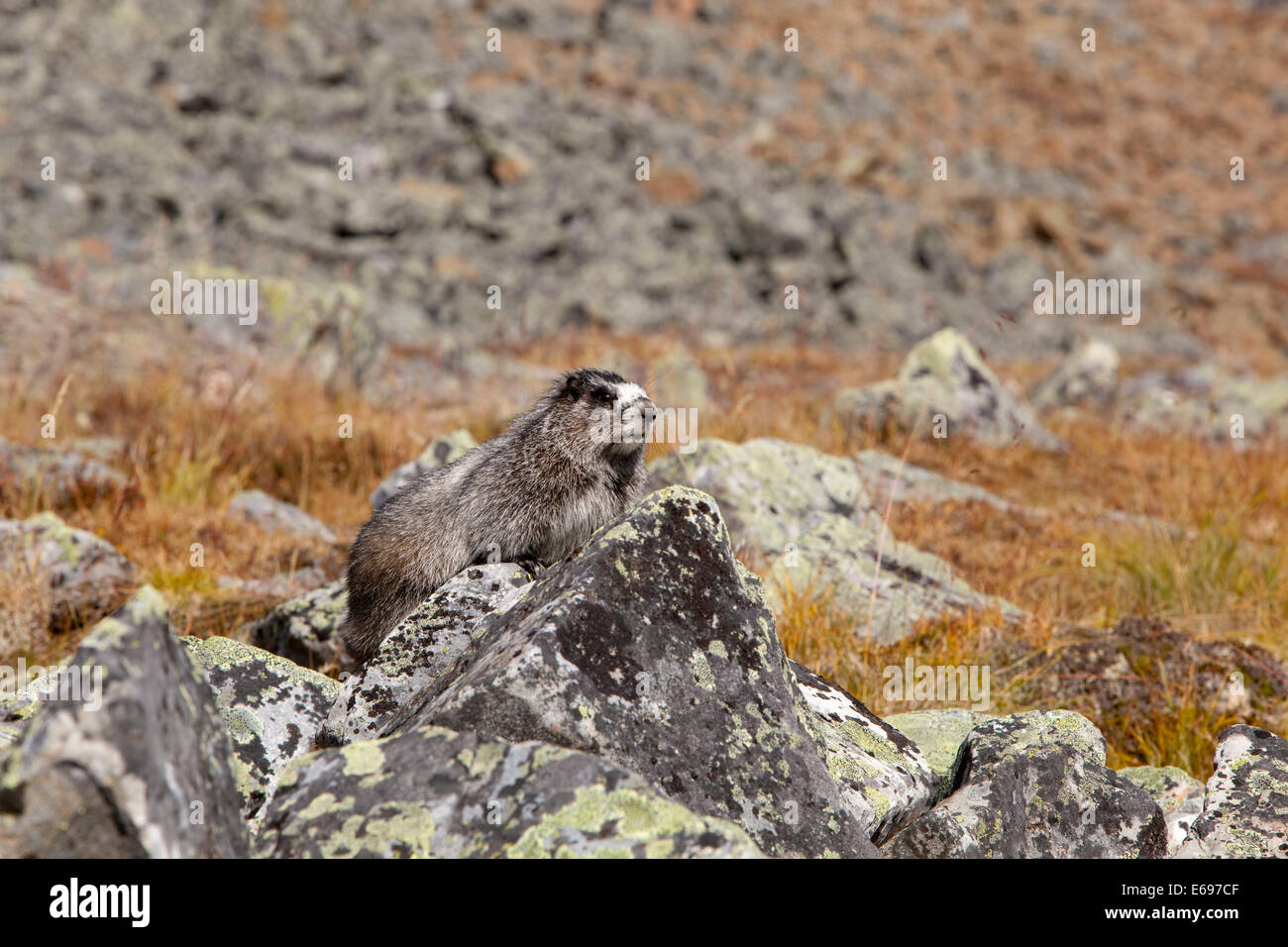 Hoary Marmot (Marmota caligata), on rocks with lichen, Tombstone Mountains Territorial Park, Yukon Territory, Canada Stock Photo