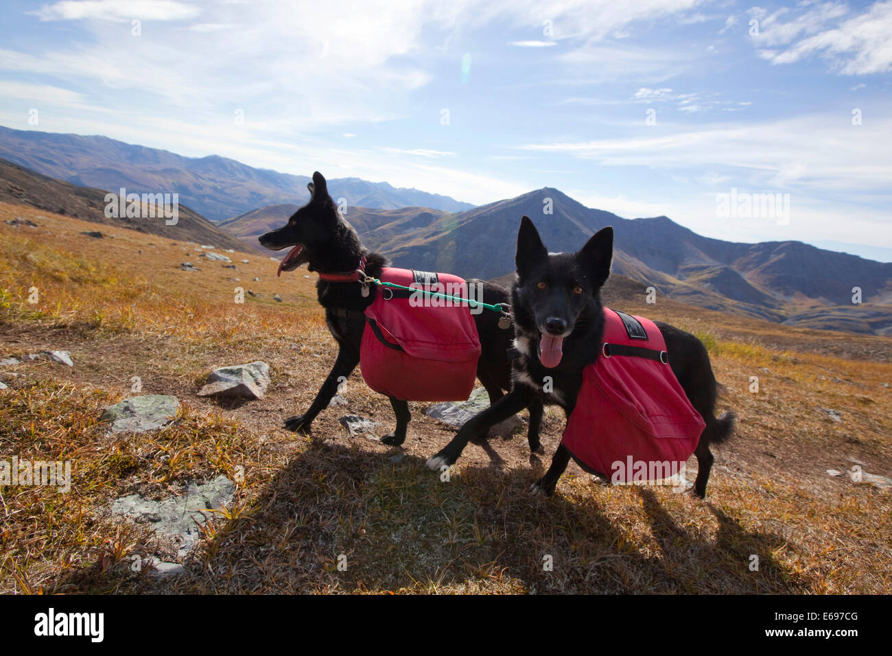 Two Alaskan Huskies as pack dogs, with back packs, Tombstone Mountains Territorial Park, Yukon Territory, Canada Stock Photo