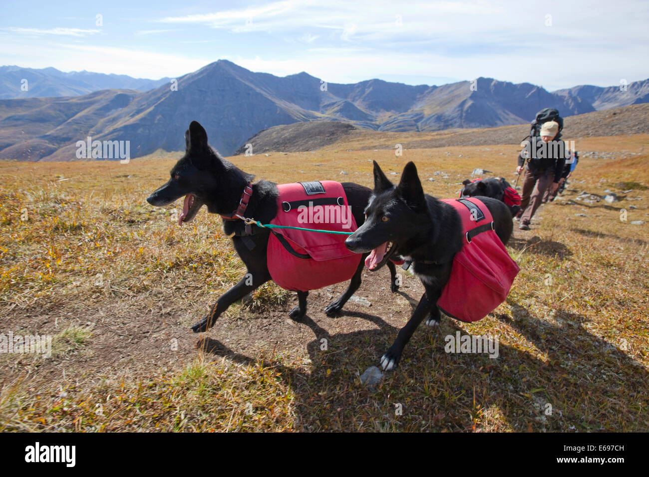 Two Alaskan Huskies as pack dogs, with back packs, Tombstone Mountains Territorial Park, Yukon Territory, Canada Stock Photo