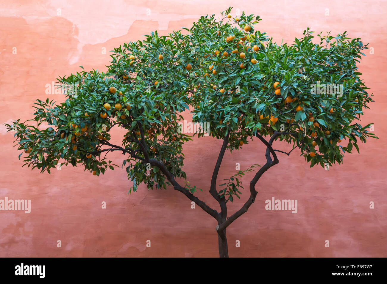 Bitter orange hires stock photography and images Alamy