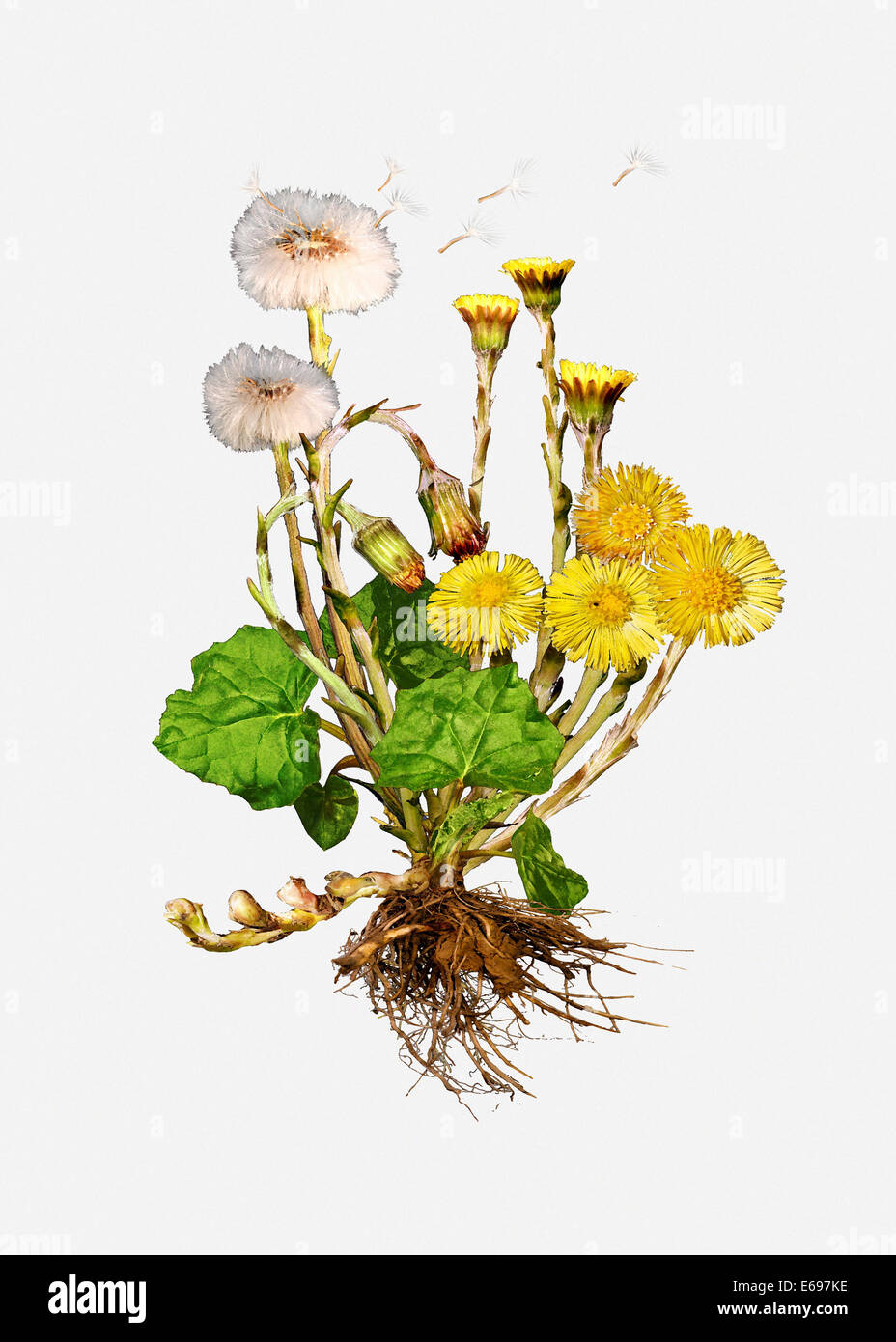 Coltsfoot (Tussilago farfara), illustration Stock Photo