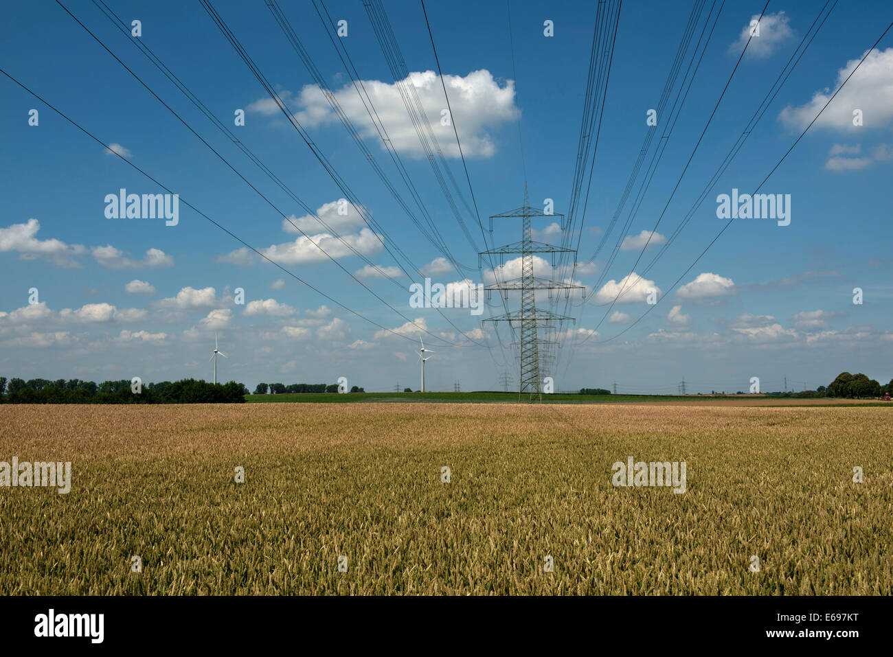 Grainfield, power lines, North Rhine-Westphalia, Germany Stock Photo