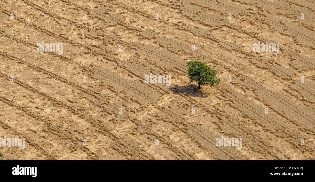 Aerial view, cornfield with bent-over ears after heavy rain, Ruhr district, North Rhine-Westphalia, Germany Stock Photo