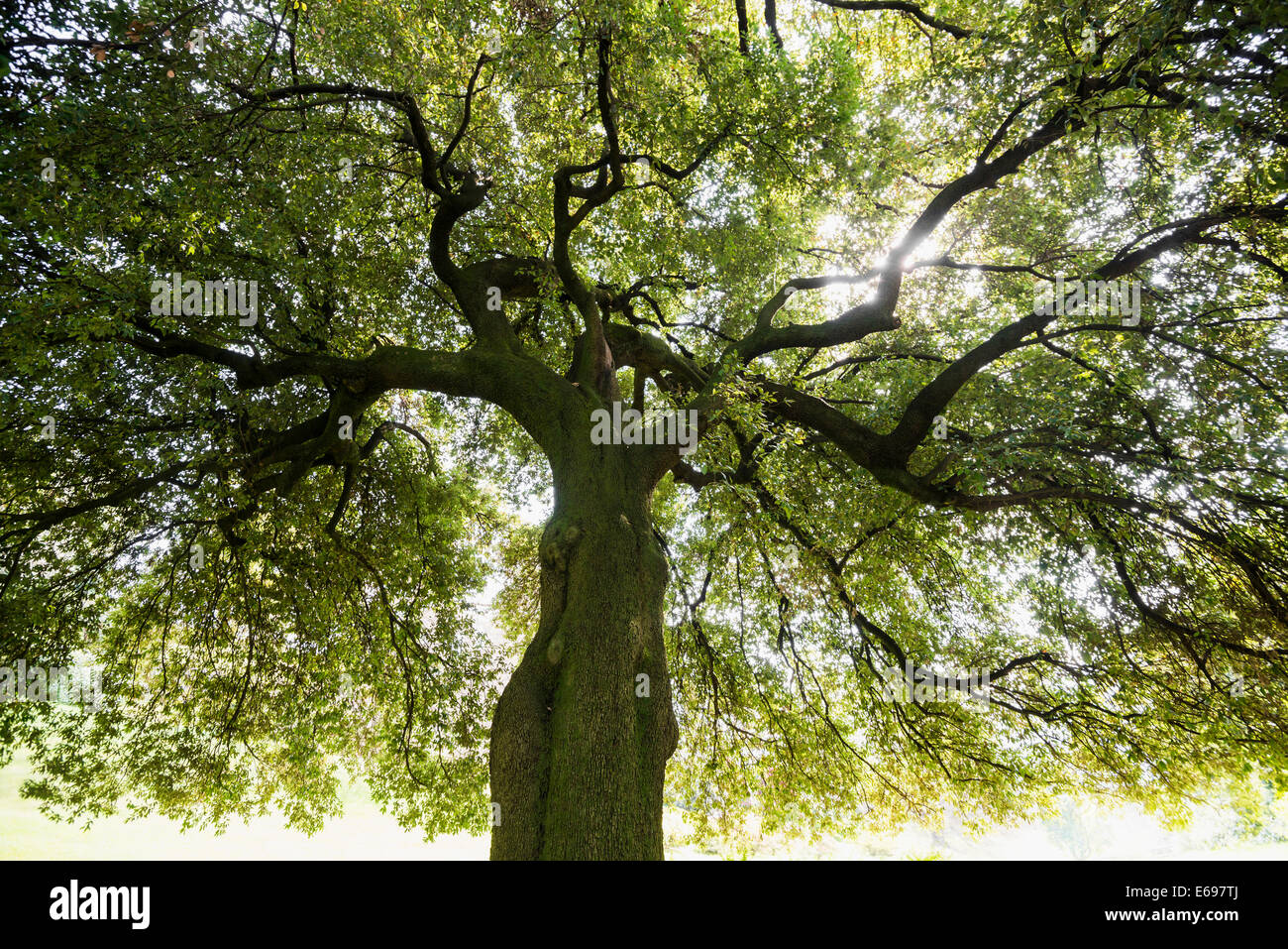Very old Holm Oak (Quercus ilex), gardens of Villa Melzi, Bellagio, Como Province, Lombardy, Italy Stock Photo