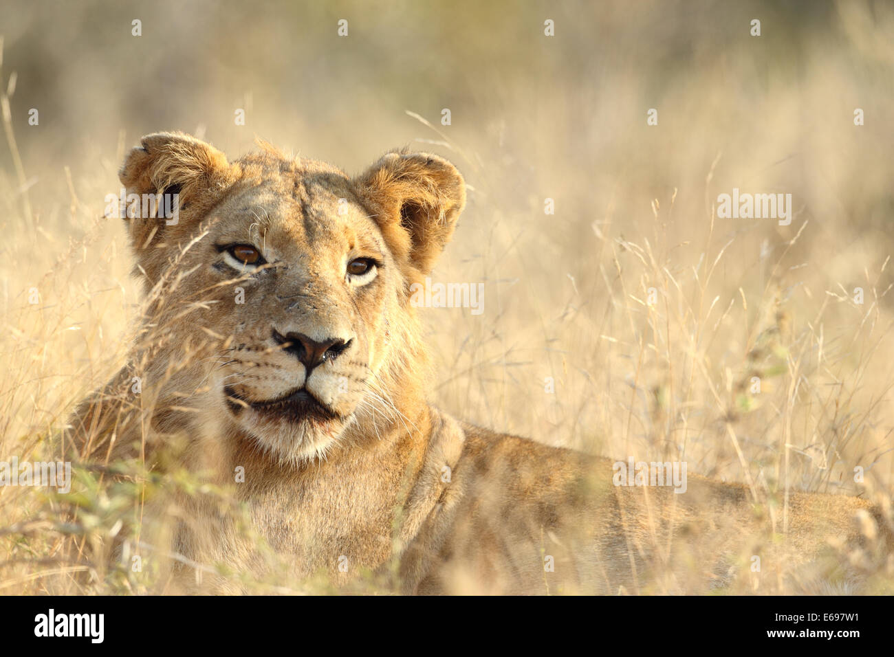 Curious female lion hi-res stock photography and images - Alamy