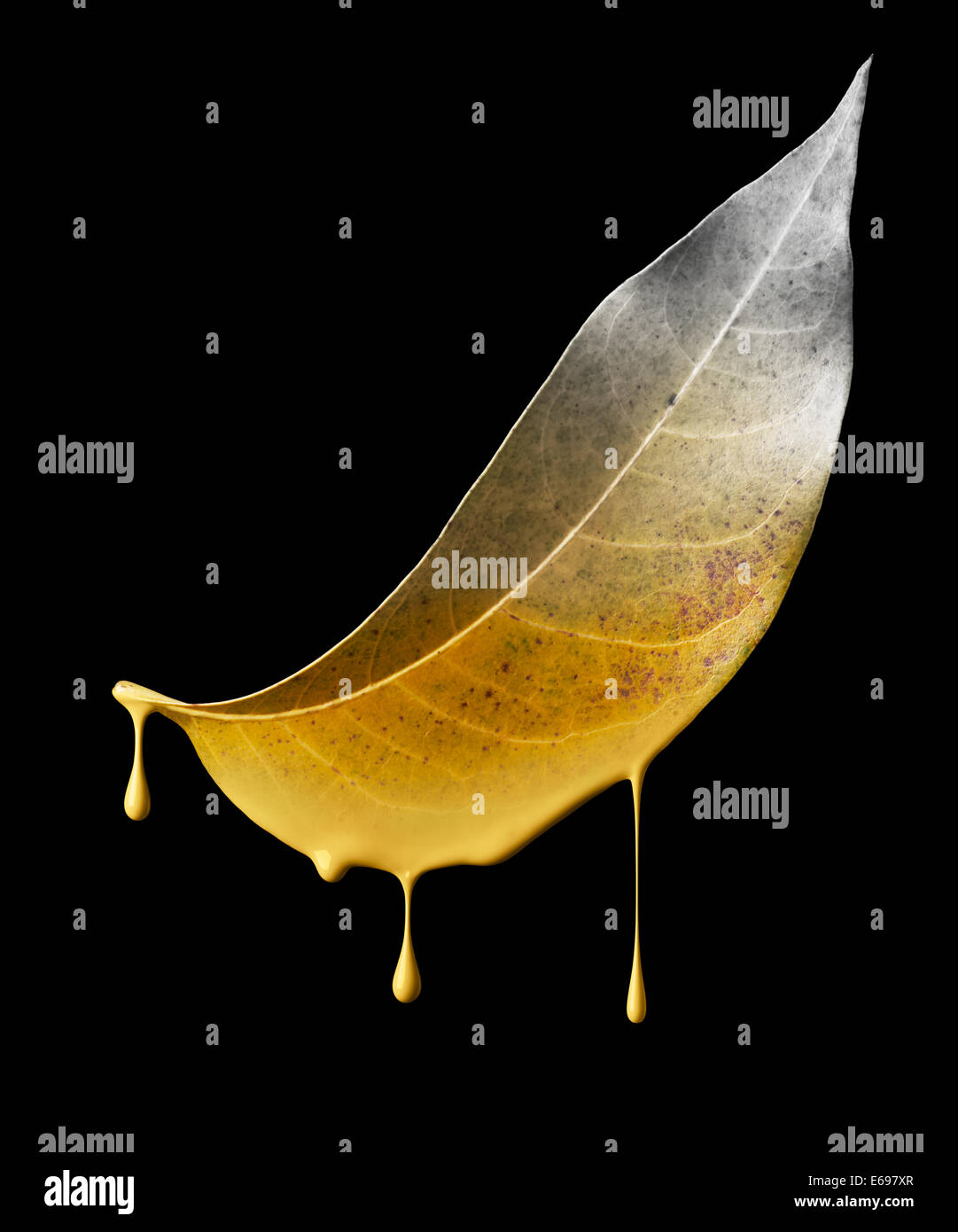 color dropping off from dried leaf, environmental damage concept Stock Photo