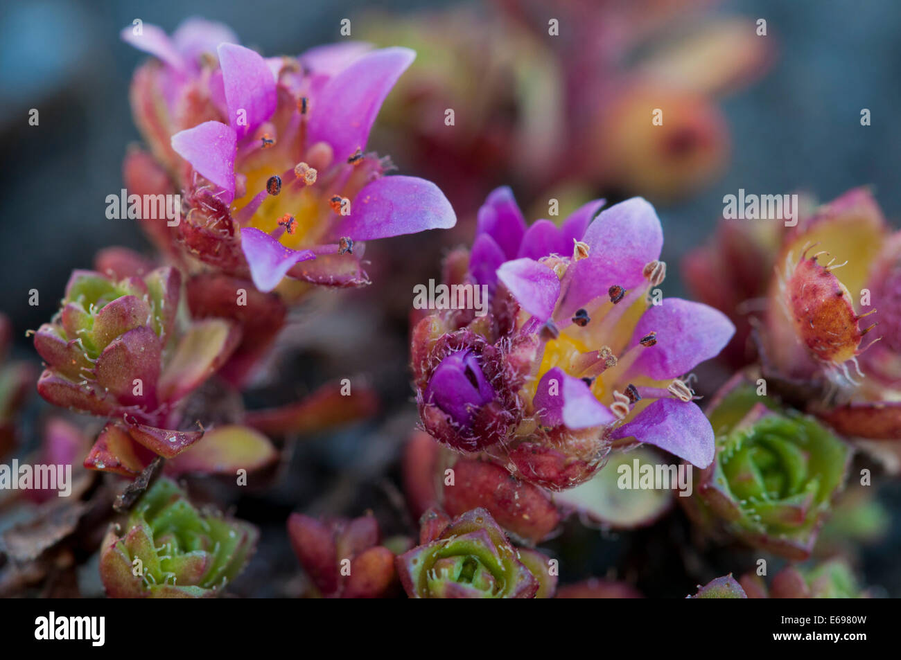 Purple Saxifrage (Saxifraga oppositifolia L.), Carinthia, Austria Stock