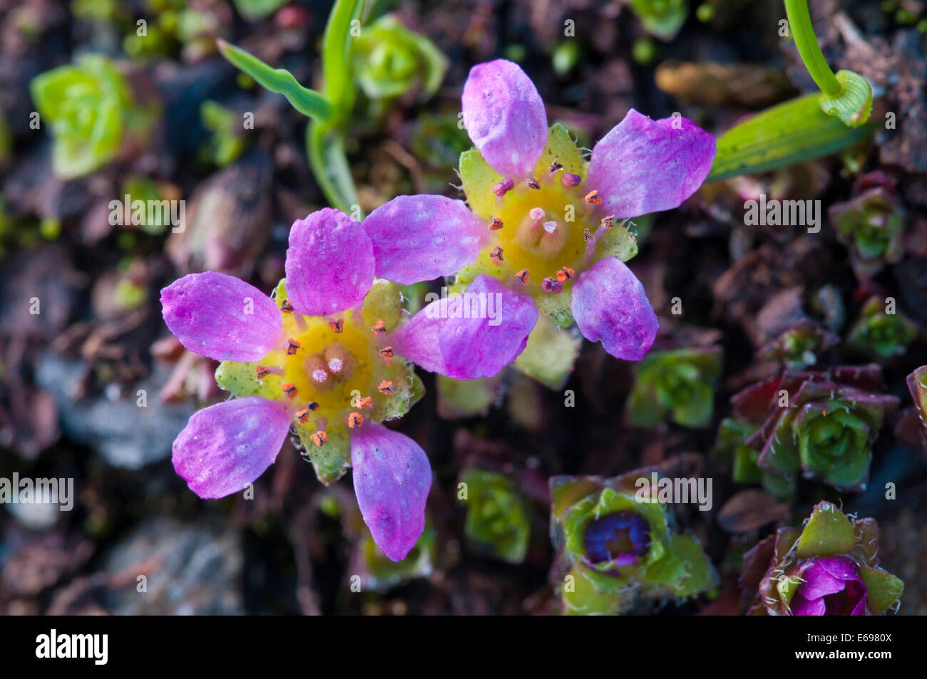 Purple Saxifrage (Saxifraga oppositifolia L.), Carinthia, Austria Stock Photo