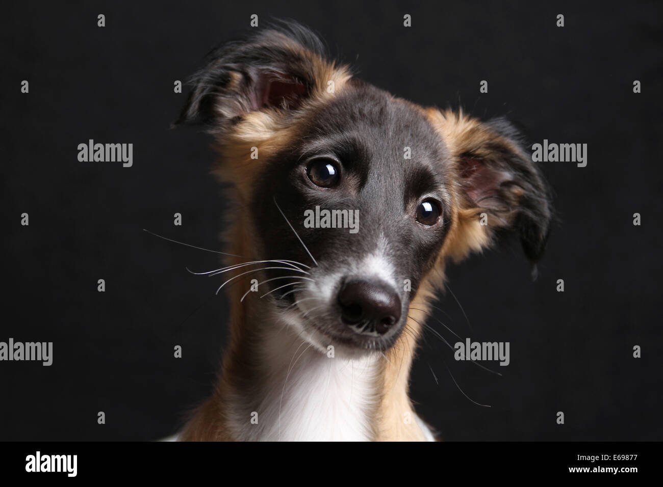 Silken Windsprite puppy, 13 weeks, portrait Stock Photo