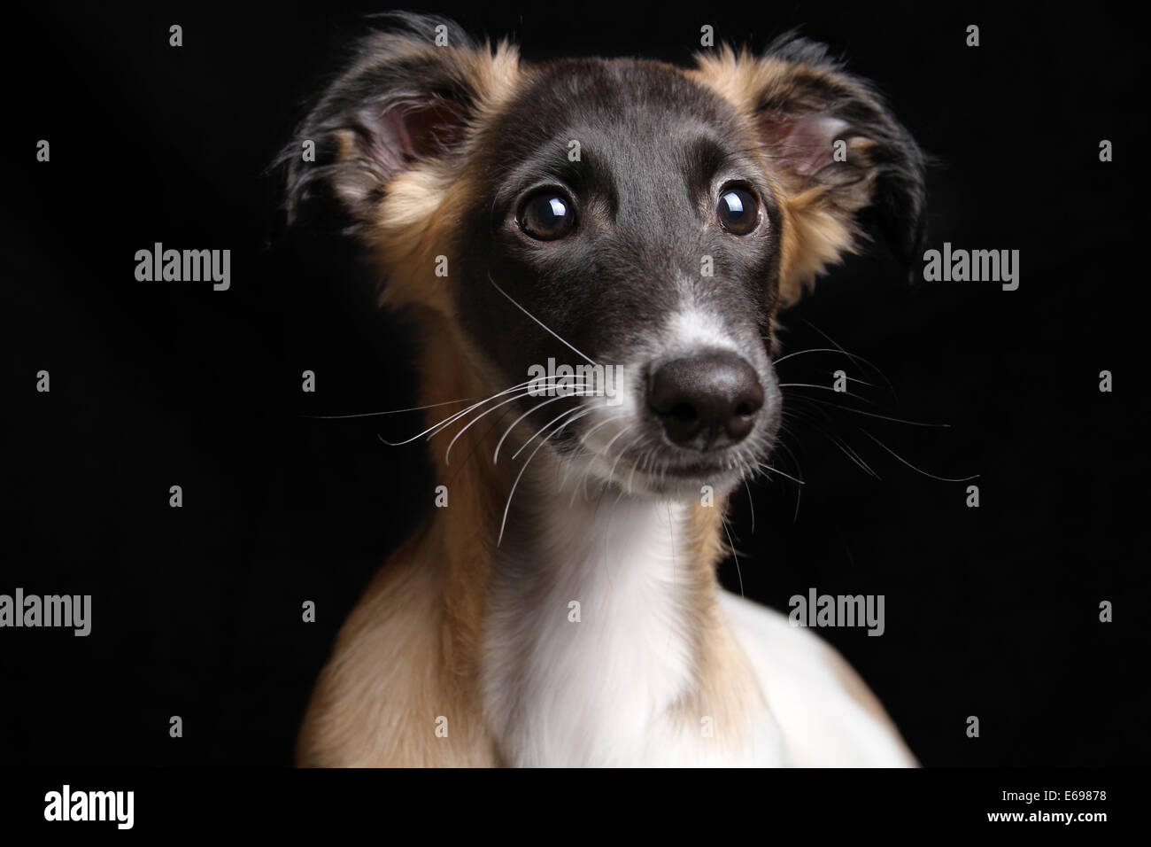 Silken Windsprite puppy, 13 weeks, portrait Stock Photo