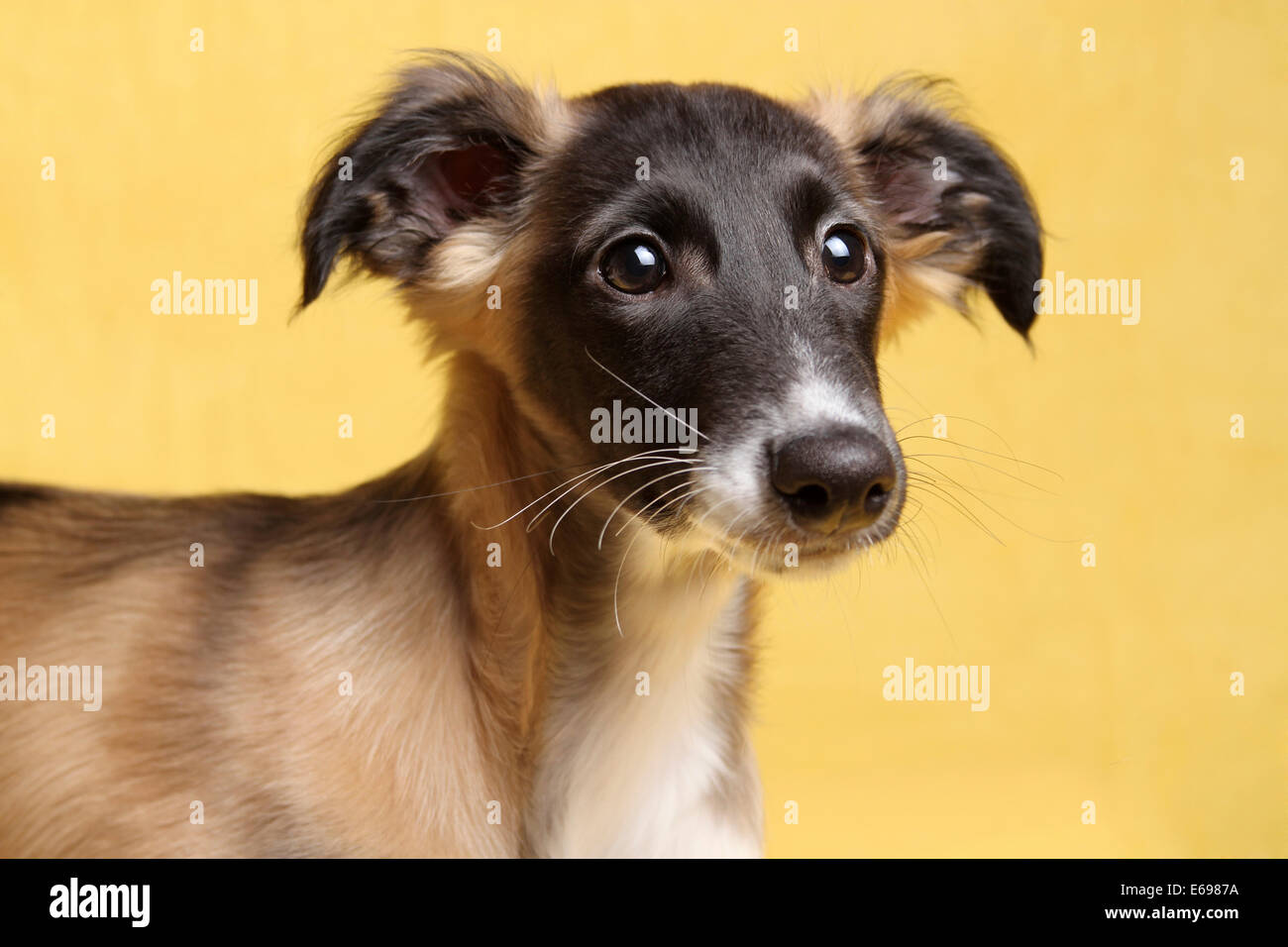 Silken Windsprite puppy, portrait, Germany Stock Photo