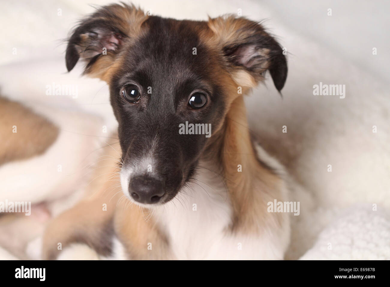 Silken Windsprite puppy, portrait, Germany Stock Photo