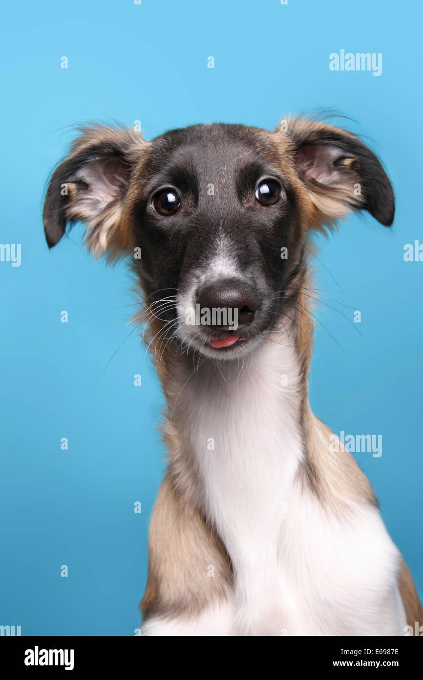 Silken Windsprite, young dog, portrait Stock Photo