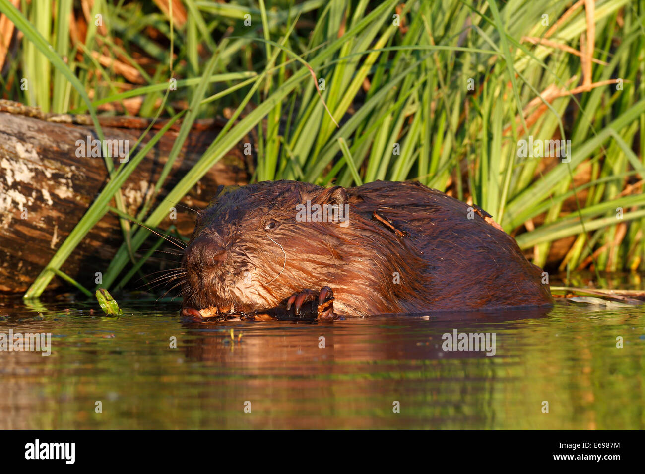 European Beaver (Castor fiber), feeding in the water, Peenetal Nature Reserve, Mecklenburg-Western Pomerania, Germany Stock Photo