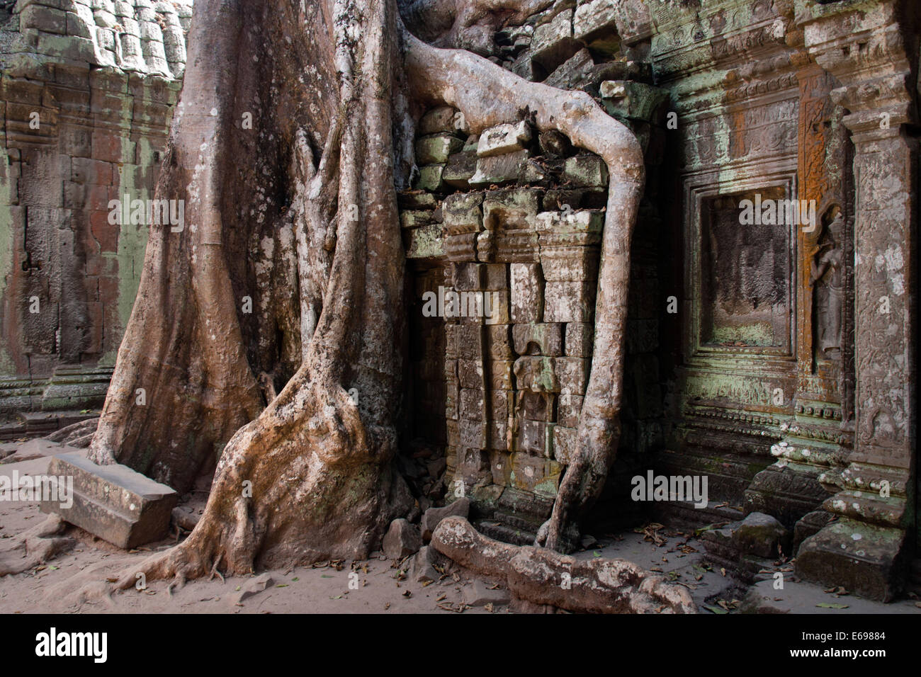Giant Tetrameles nudiflora tree roots in the courtyard, Ta Prohm Temple ...