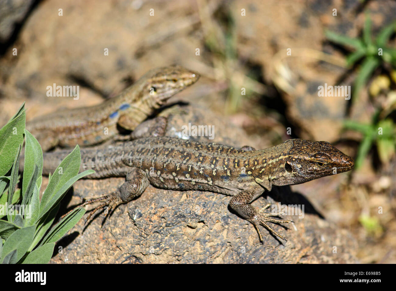 Two Tenerife Lizards or Western Canaries Lizards (Gallotia galloti) basking on a rock, Tenerife, Canary Islands, Spain Stock Photo