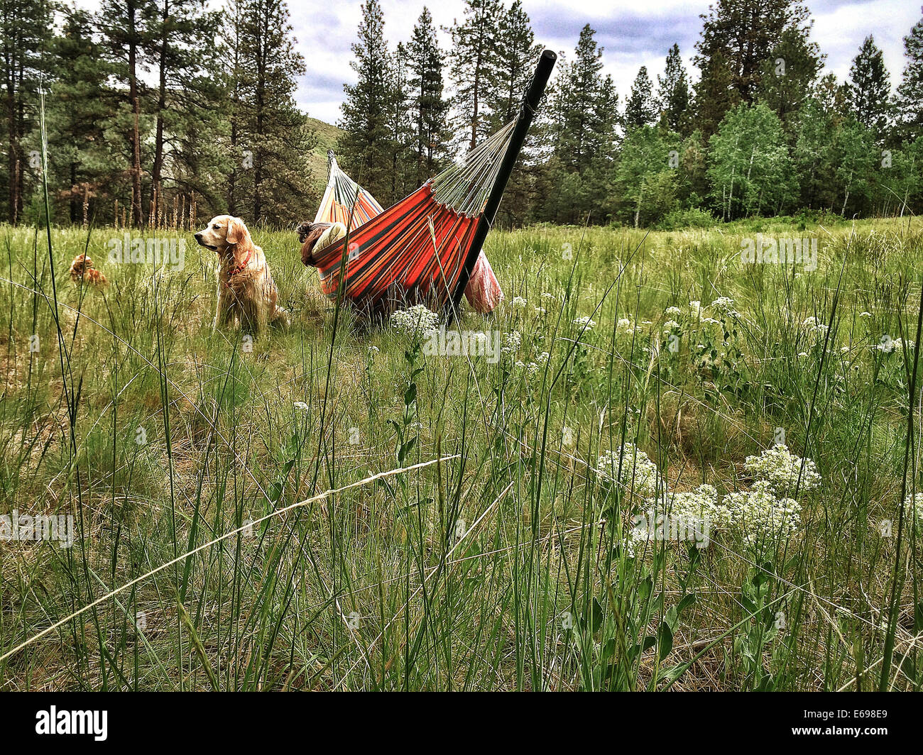 Dog sitting by hammock in rural landscape - Smartphone Captured Stock Image