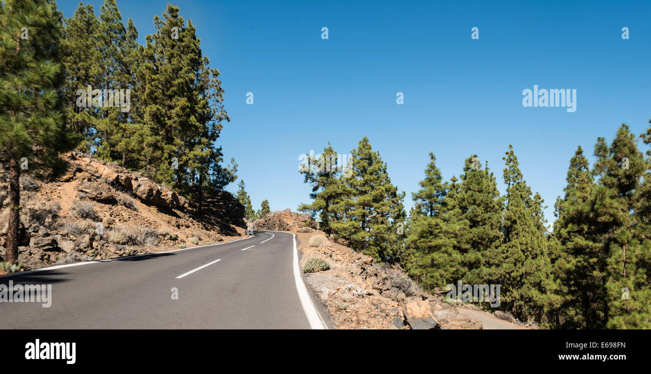 Road to Pico del Teide, pine forest, Parque Nacional de las Cañadas del Teide, Teide National Park, UNESCO World Heritage Site Stock Photo