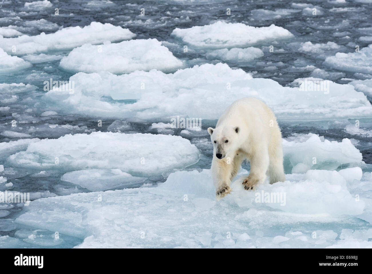Polar bear (Ursus maritimus) walking on pack-ice, Spitsbergen, Svalbard Islands, Svalbard and Jan Mayen, Norway Stock Photo