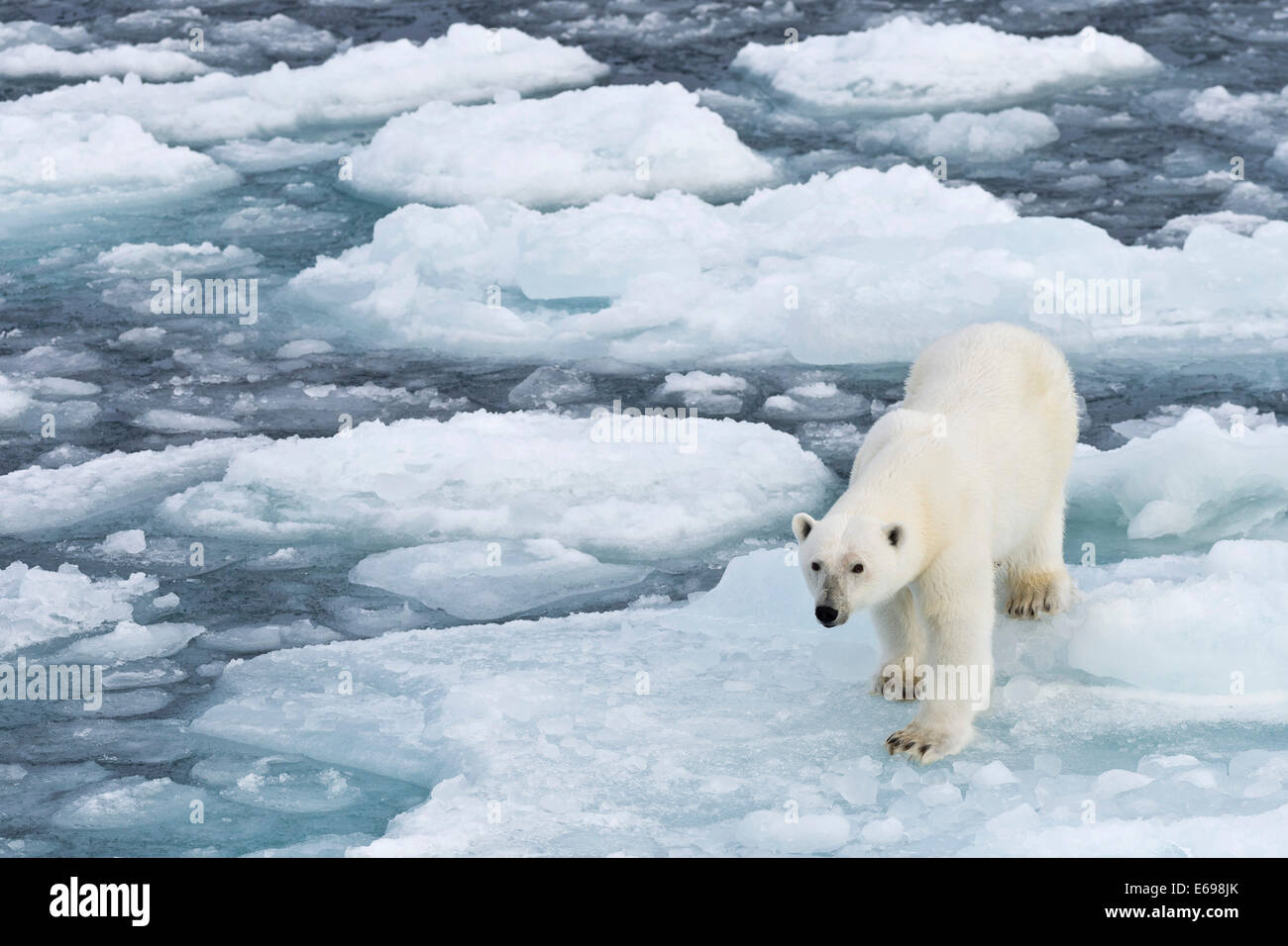 Polar bear (Ursus maritimus) walking on pack-ice, Spitsbergen, Svalbard Islands, Svalbard and Jan Mayen, Norway Stock Photo