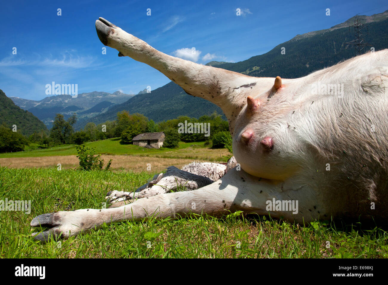 Dead cow with rigor mortis, Grumo, Switzerland. Stock Photo