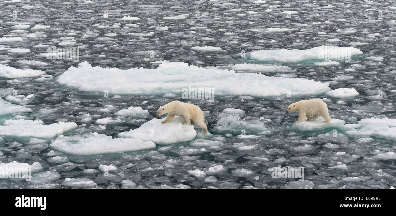 Polar Bears (Ursus maritimus), female and young, on pack ice, Spitsbergen, Svalbard archipelago, Svalbard and Jan Mayen, Norway Stock Photo