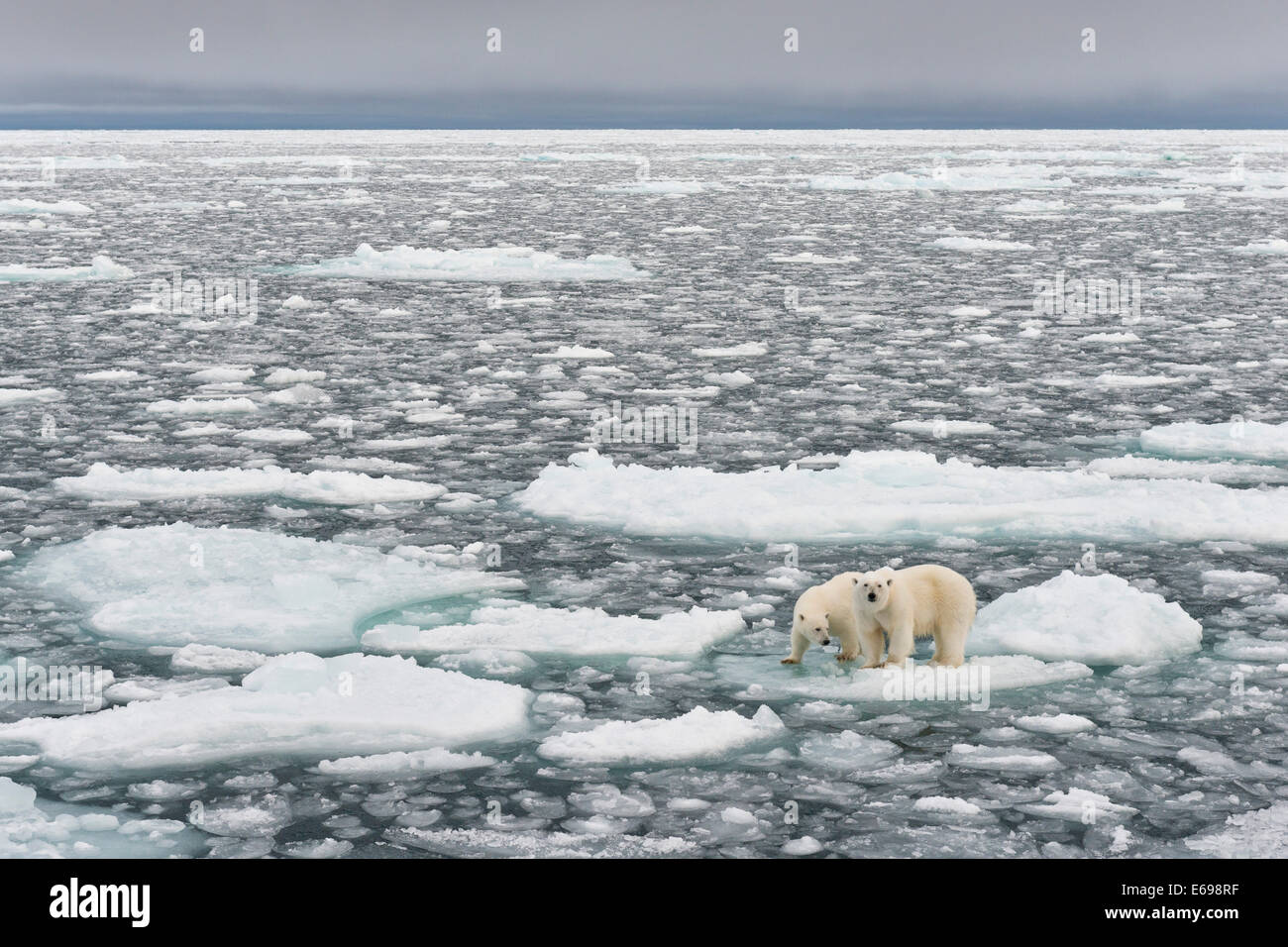Polar Bears (Ursus maritimus), female and young, on pack ice, Spitsbergen, Svalbard archipelago, Svalbard and Jan Mayen, Norway Stock Photo