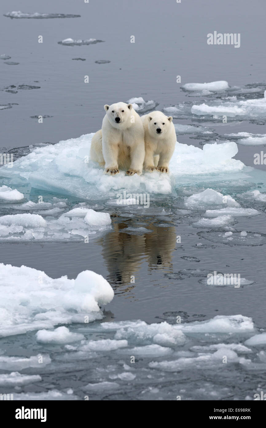 Polar Bears (Ursus maritimus), female and juvenile on an ice floe in the pack ice, Spitsbergen Island, Svalbard Archipeligo Stock Photo