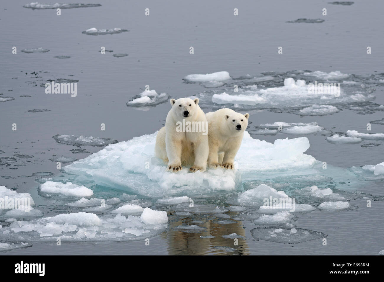 Polar Bears (Ursus maritimus), female and juvenile on an ice floe in the pack ice, Spitsbergen Island, Svalbard Archipeligo Stock Photo