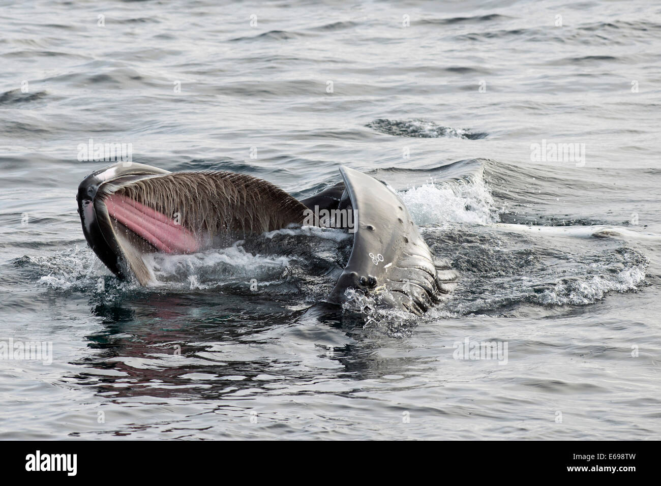 Humpback Whale (Megaptera novaeangliae) foraging at the sea surface, Barents Sea, Nordaustland, Svalbard Archipelago Stock Photo