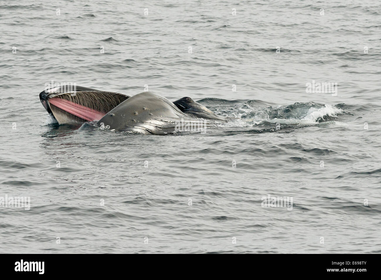 Humpback Whale (Megaptera novaeangliae) foraging at the sea surface, Barents Sea, Nordaustland, Svalbard Archipelago Stock Photo