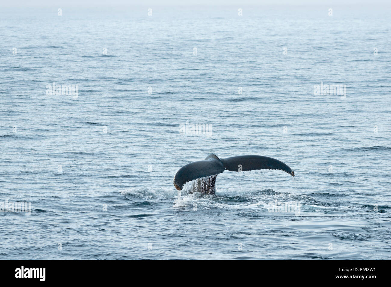 Fluke, Humpback Whale (Megaptera novaeangliae), plunging, Barents Sea, Nordaustland, Svalbard Archipelago Stock Photo