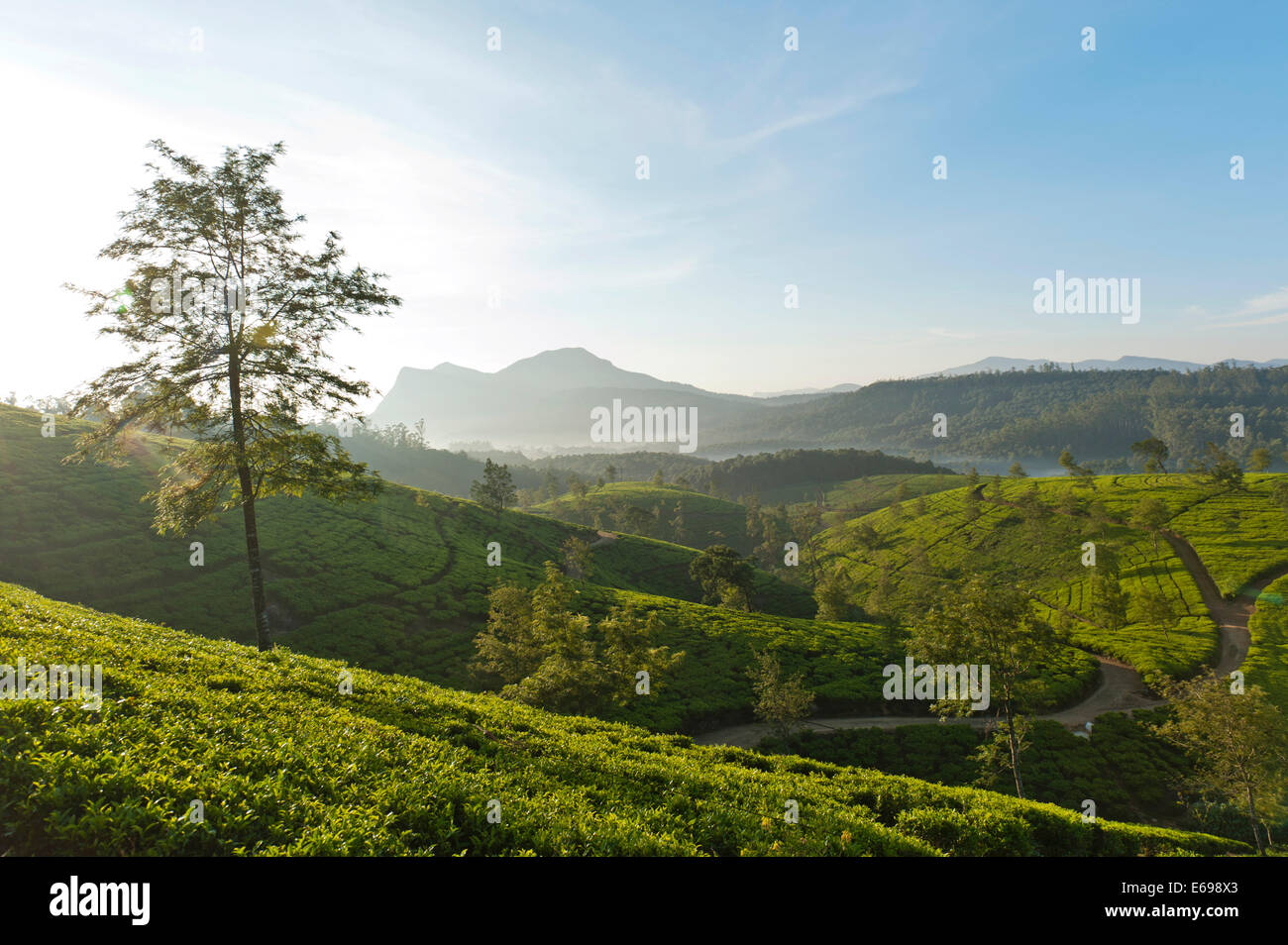 Tea plantation, rolling countryside, Kandapola, Nuwara Eliya, Central Province, Sri Lanka Stock Photo
